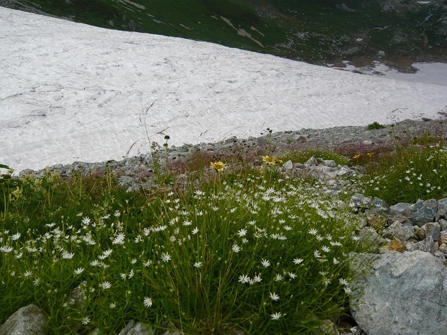 登山道の花々.JPG