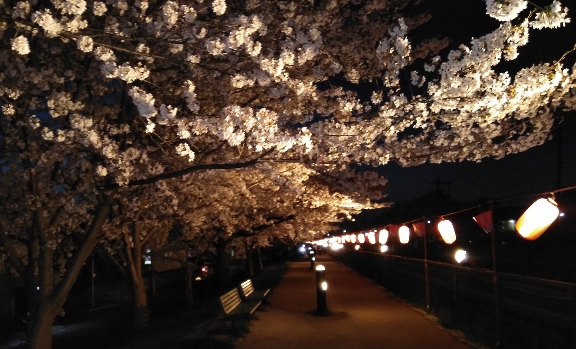 夜桜③.jpg