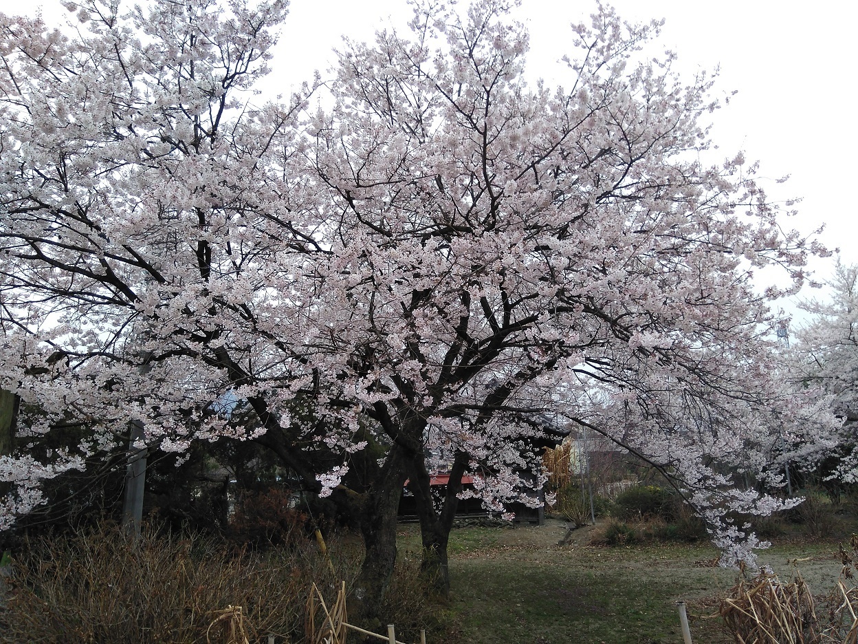 桜.jpg