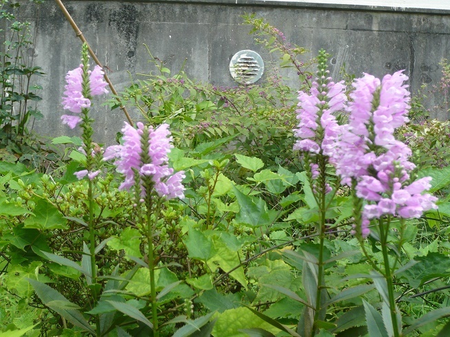 ハナトラノオ（花虎の尾）シソ科.JPG