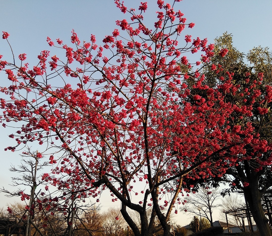 寒緋桜.jpg